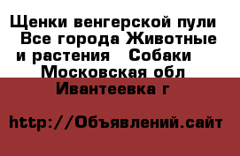 Щенки венгерской пули - Все города Животные и растения » Собаки   . Московская обл.,Ивантеевка г.